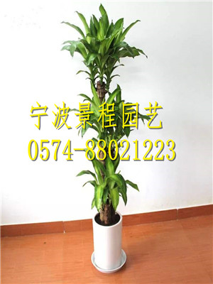 巴西木