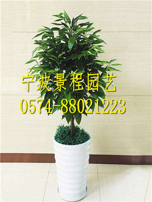 平安樹
