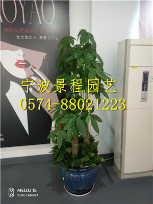 步步高發(fā)財樹