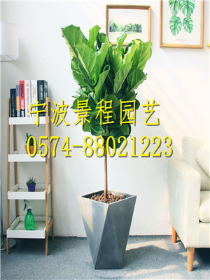 琴葉榕