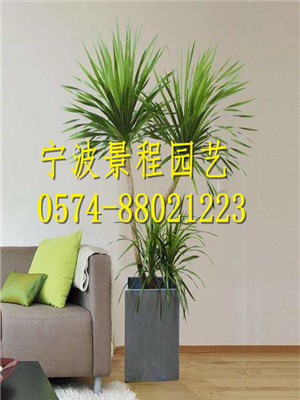 龍須樹