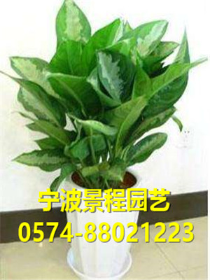雅麗皇后
