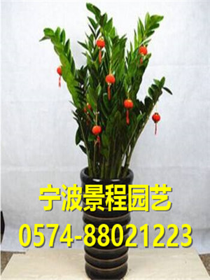 金錢樹
