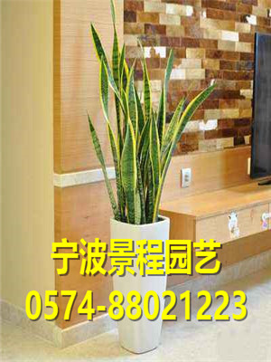 虎皮蘭