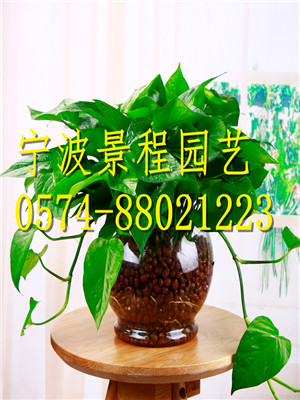 水培綠蘿
