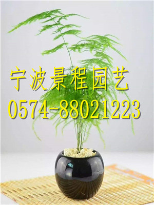文竹