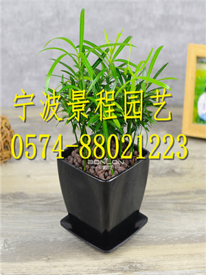 小羅漢松