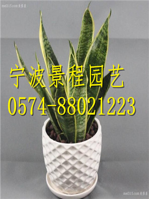小虎皮蘭