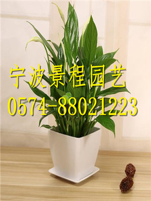 白掌
