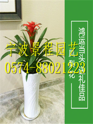 鴻運(yùn)當(dāng)頭