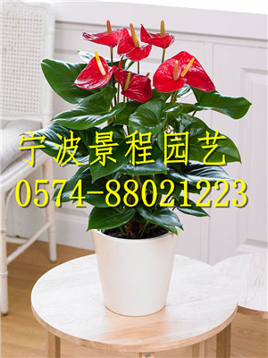 紅掌