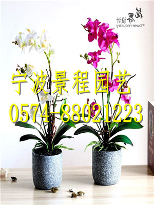 單支小蝴蝶蘭
