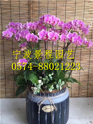 小花蝴蝶蘭