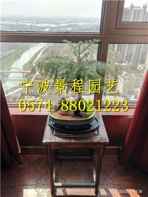 澳洲杉