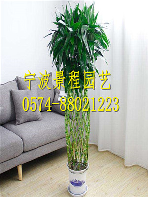 富貴竹籠