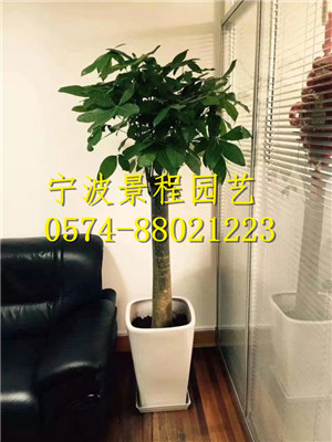 發(fā)財樹