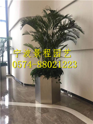 國王椰子