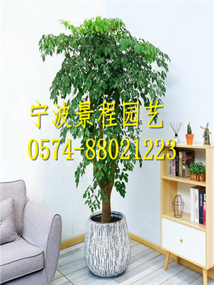 幸福 樹