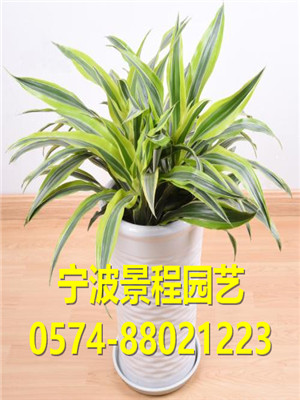巴西美人