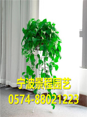 吊綠蘿