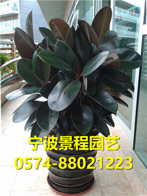 橡皮樹