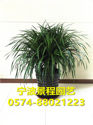 龍須樹(shù)