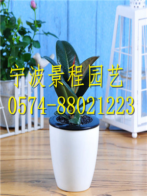 小橡皮樹