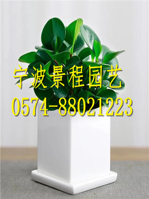 小碧玉