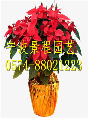 一品紅